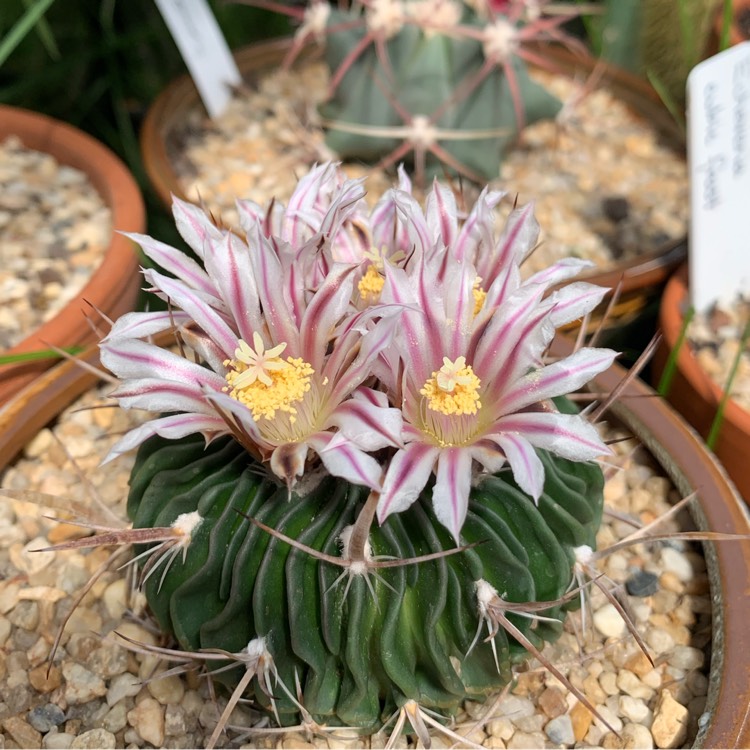 Plant image Stenocactus pentacanthus syn. Echinofossulocactus pentacanthus,Stenocactus pentacanthus