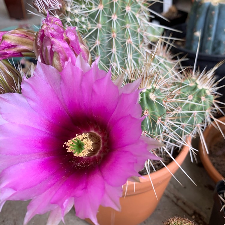 Plant image Echinocereus Stramineus