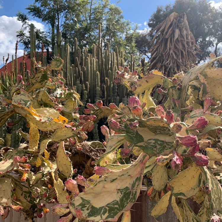 Plant image Opuntia monacantha