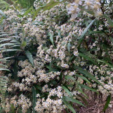 Olearia Lirata