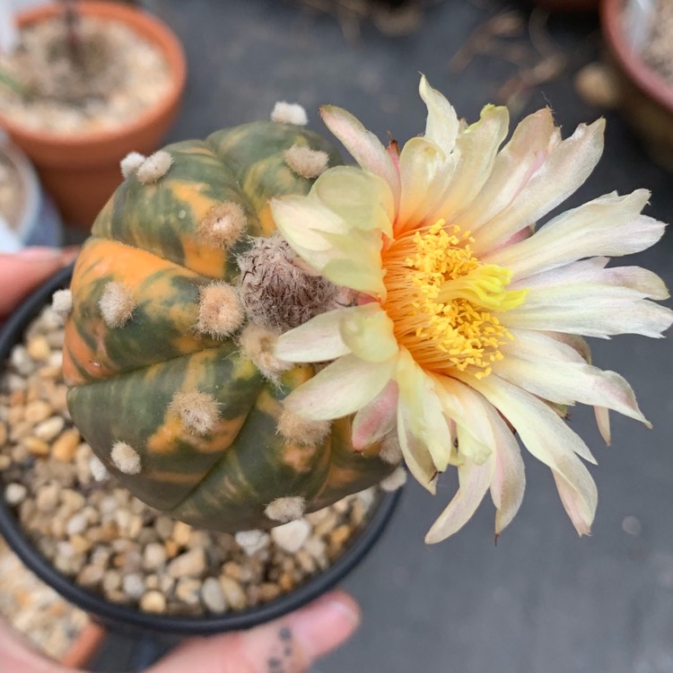 Plant image Astrophytum Asterias Variegata 