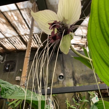 Tacca Integrifolia