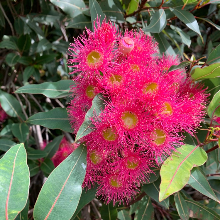 Plant image Corymbia Ficifolia 'Summer Pink'