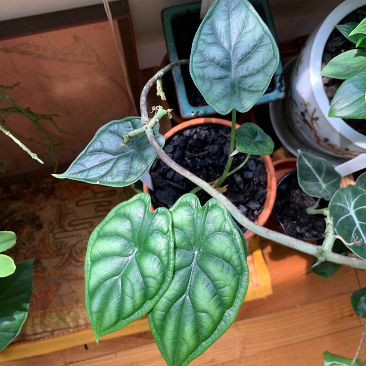 Plant image Alocasia 'Silver Dragon'