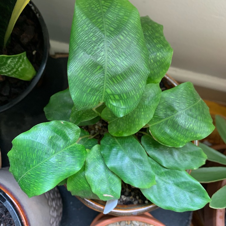 Plant image Calathea Musaica