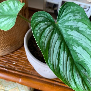 Philodendron mamei