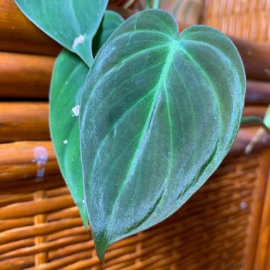 Philodendron micans