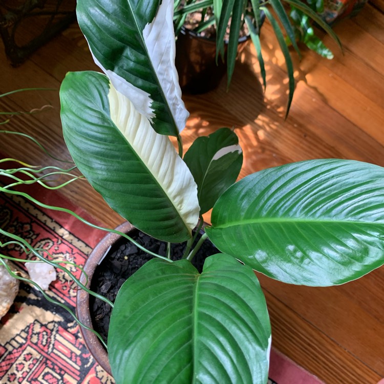 Plant image Spathiphyllum 'Picasso'