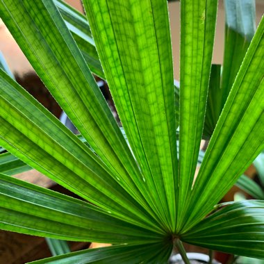 Rhapis excelsa