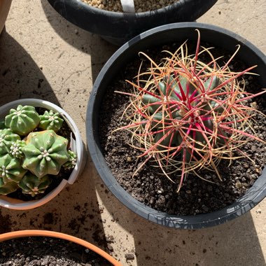 Fire Barrel Cactus