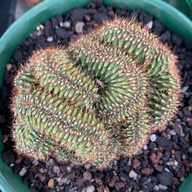 Peruvian Torch Cactus