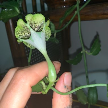 Ceropegia hybrid 'Sandersonii'