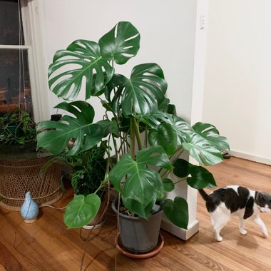 Monstera deliciosa