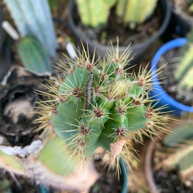 Facheiro cactus