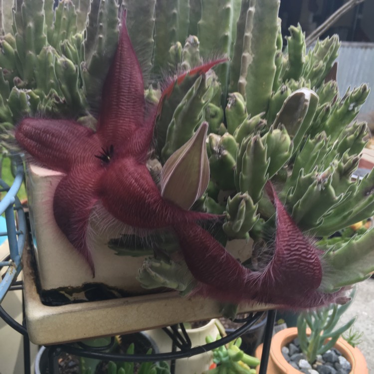 Plant image Stapelia desmetiana syn. S. grandiflora Curtis