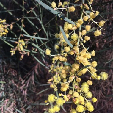 Acacia omalophylla