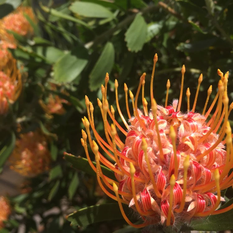 Plant image Leucospermum 'Mardi Gras Petite'