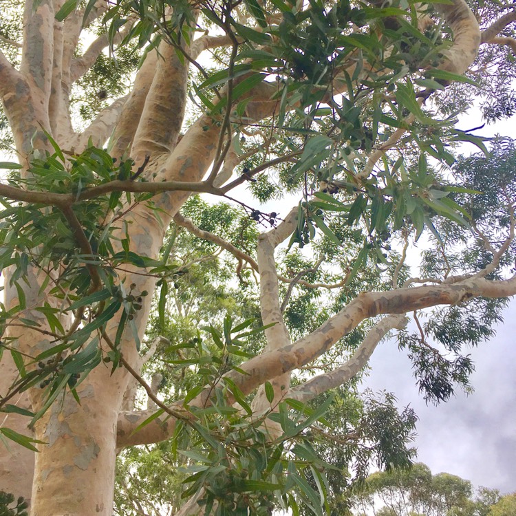 Plant image Angophora costata