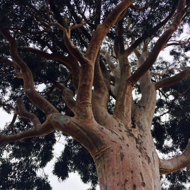 Angophora costata