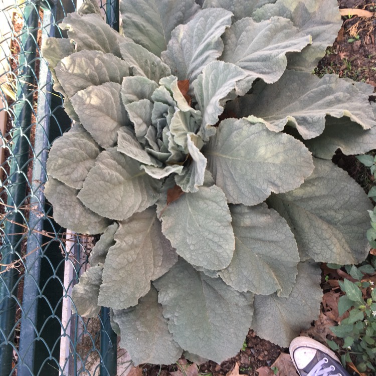 Plant image Salvia Argentea