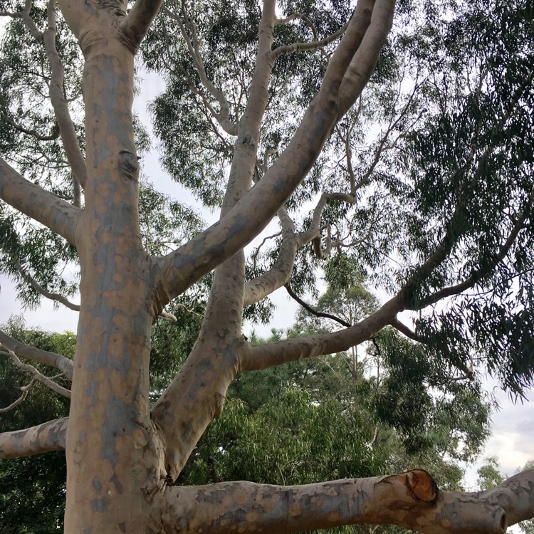 Plant image Corymbia Citriodora syn. Eucalyptus Citriodora