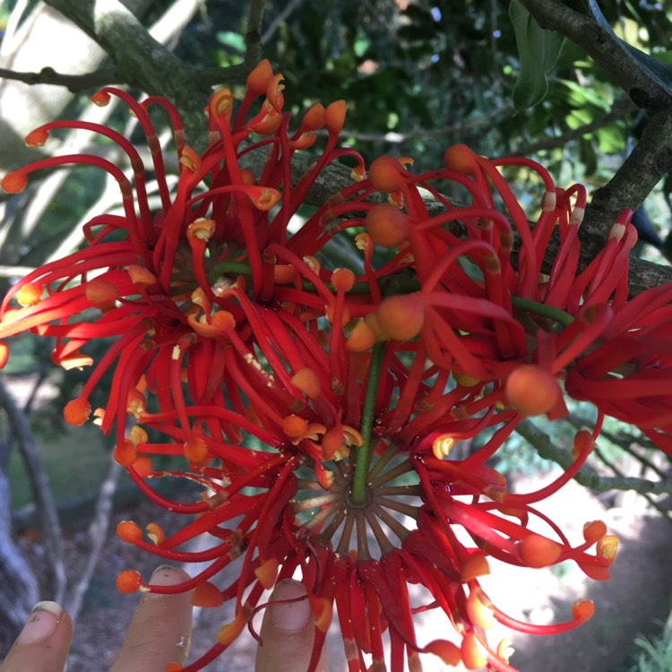 Plant image Stenocarpus sinuatus