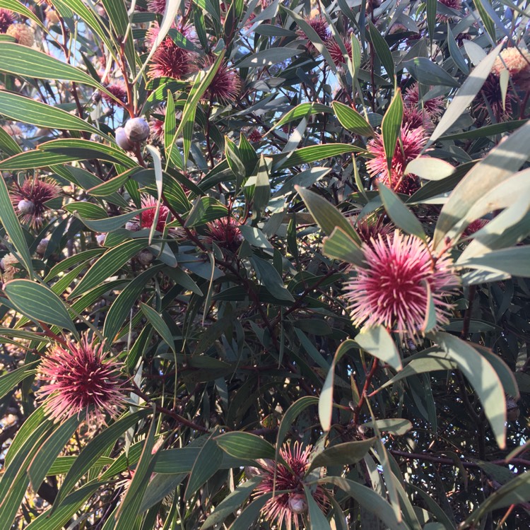 Plant image Hakea laurina