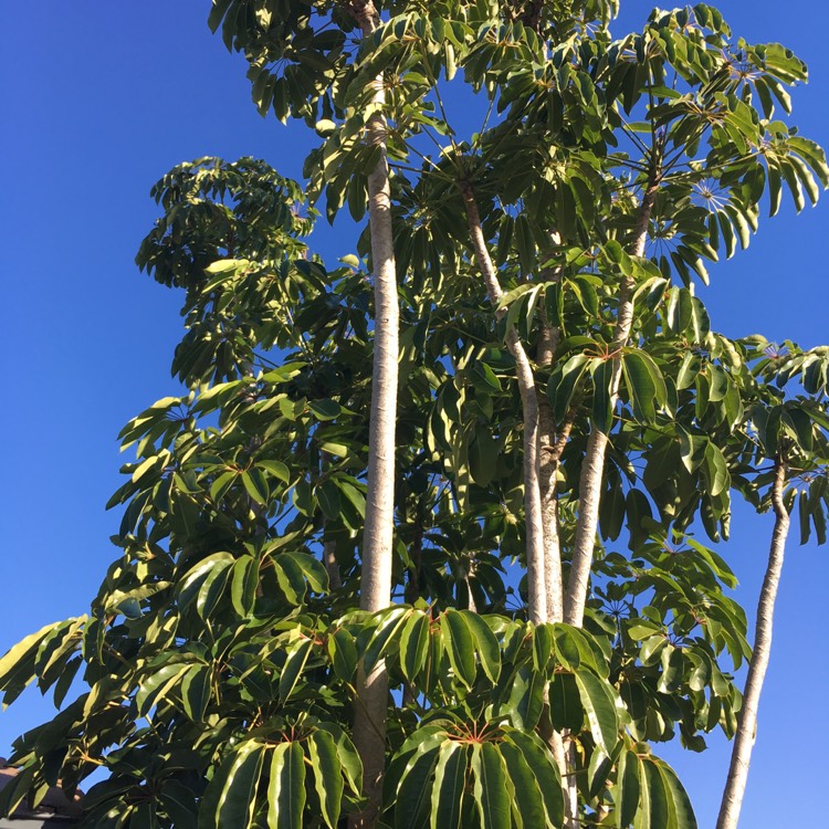 Plant image Schefflera actinophylla