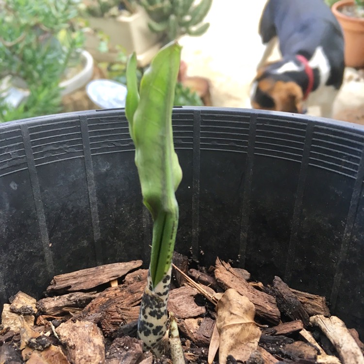 Plant image Amorphophallus titanum