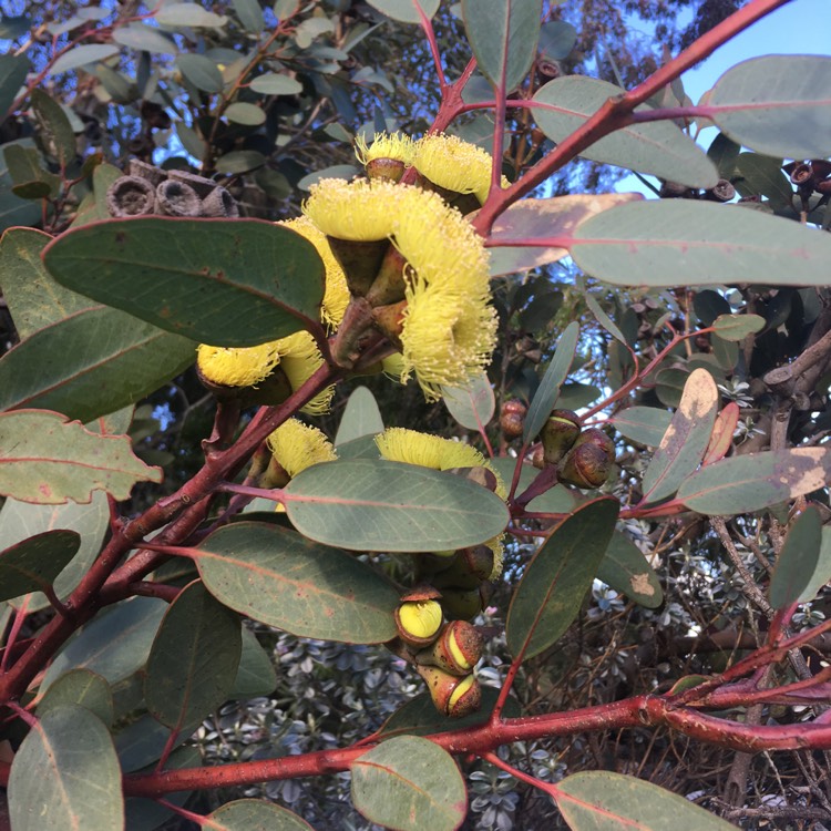 Plant image Eucalyptus preissiana