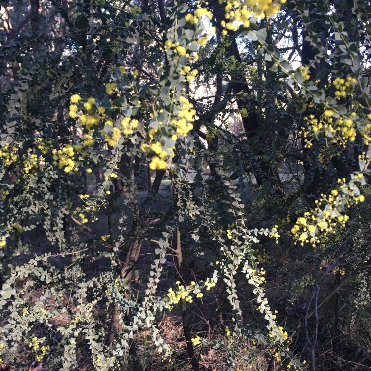 Plant image Acacia pravissima