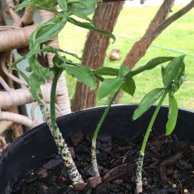 Amorphophallus titanum