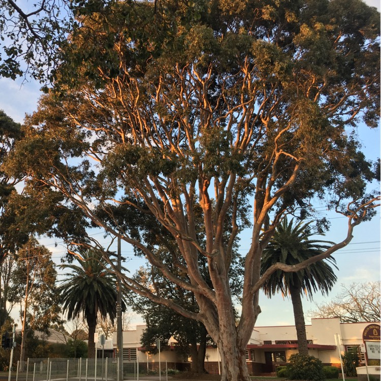 Plant image Angophora costata