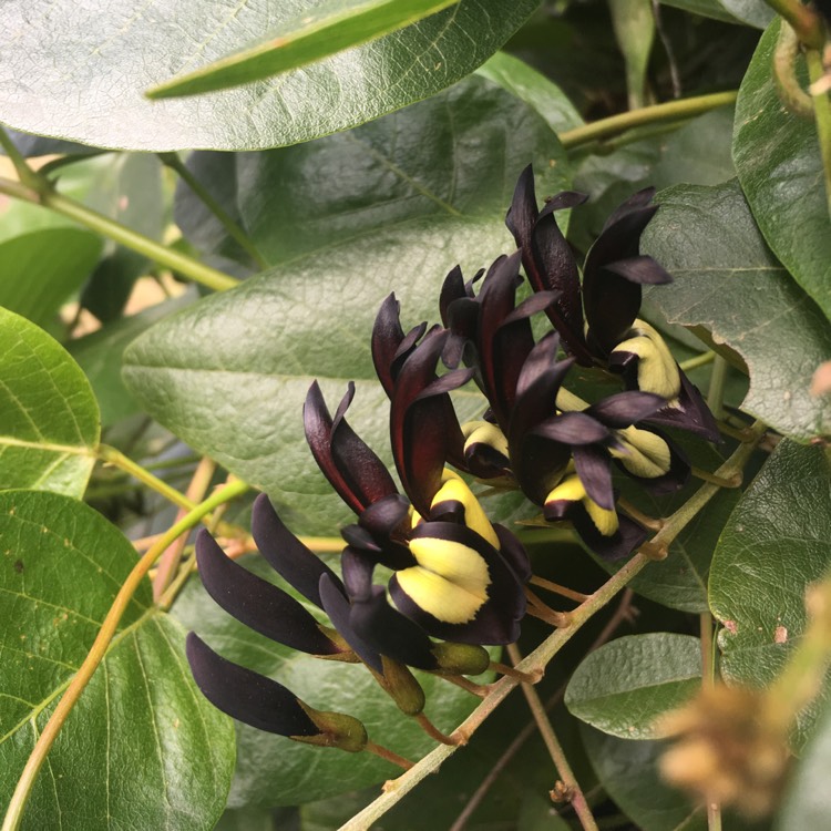 Plant image Kennedia nigricans