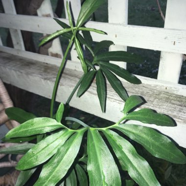 Amorphophallus titanum