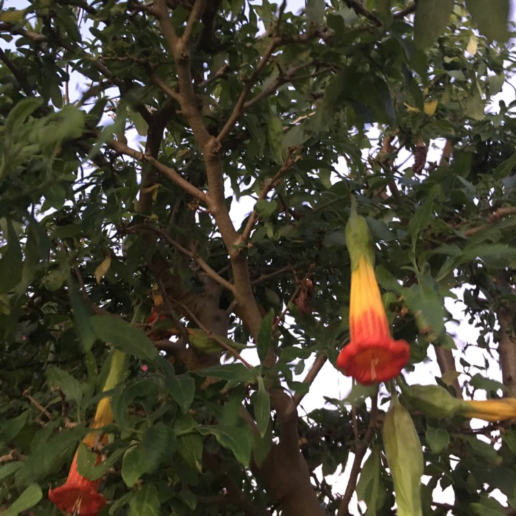 Plant image Brugmansia sanguinea