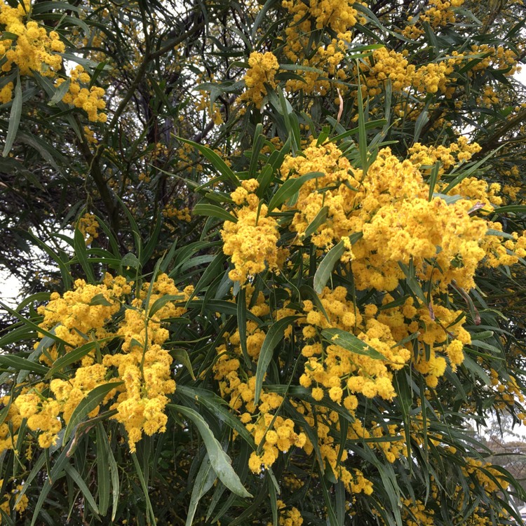 Plant image Acacia pycnantha