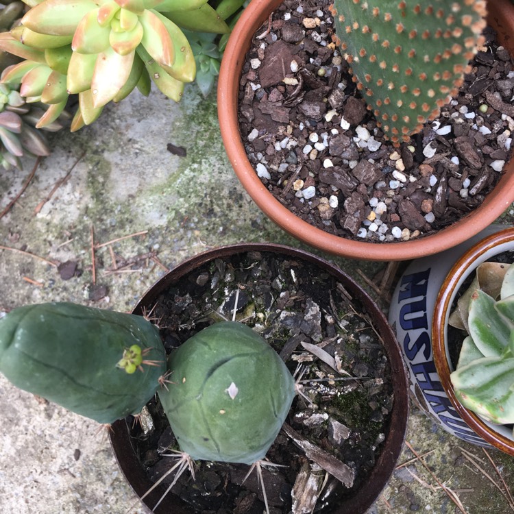 Plant image Echinopsis lageniformus 'Monstrose'