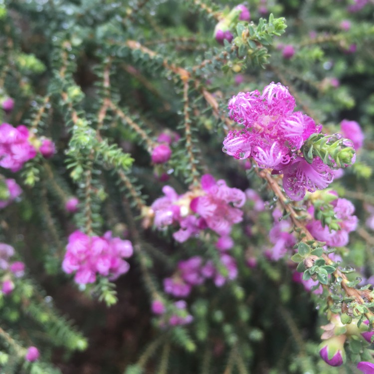 Plant image Melaleuca thymifolia