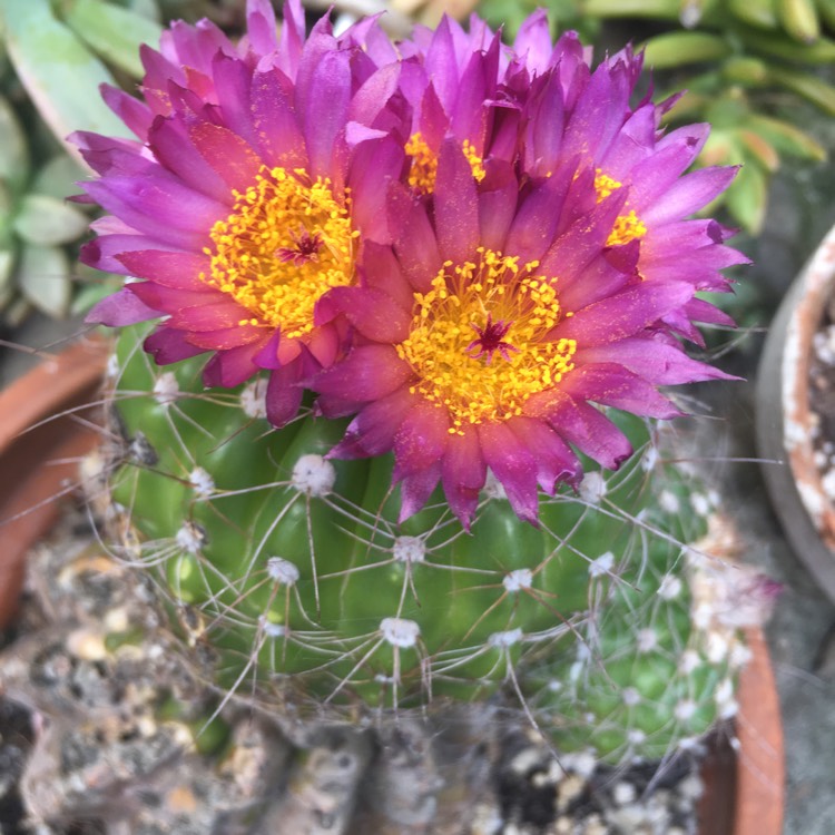 Plant image Notocactus ubelmannianus syn. Parodia werneri