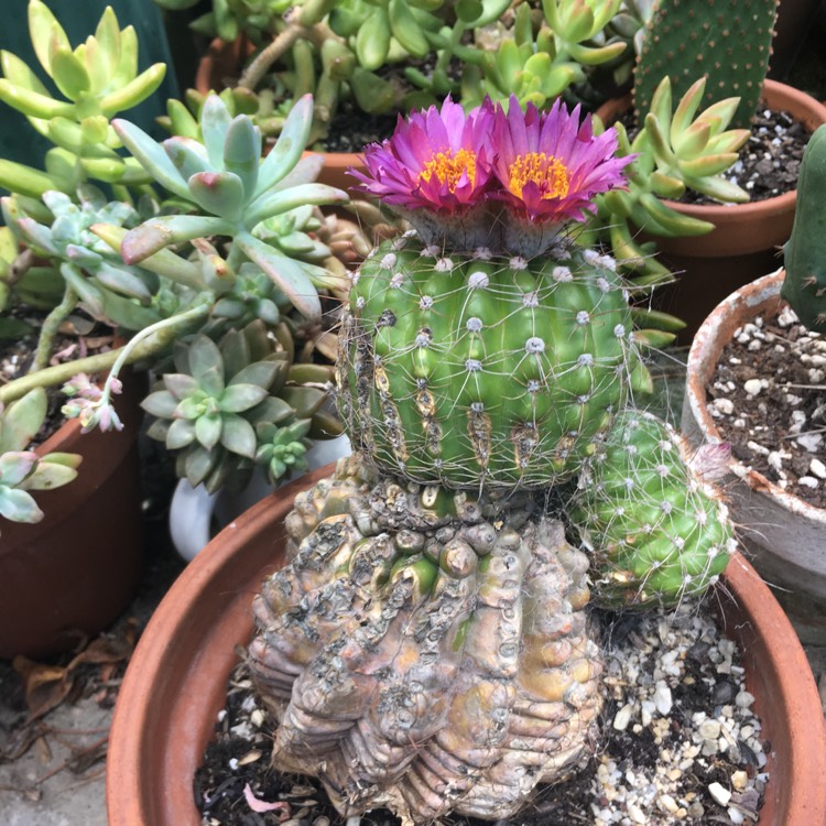 Plant image Notocactus ubelmannianus syn. Parodia werneri