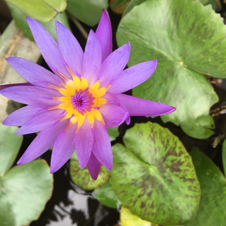 Plant image Nymphaea nouchali