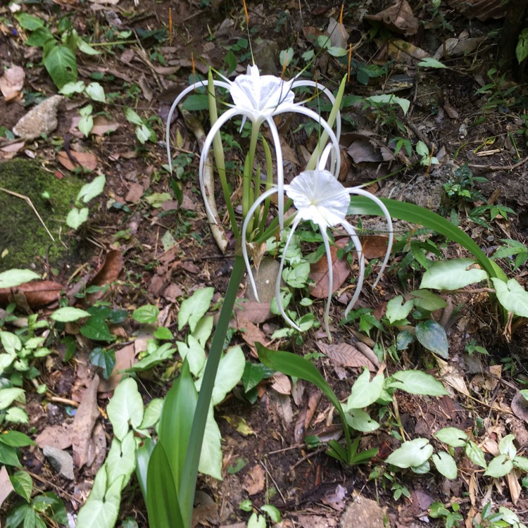 Plant image Hymenocallis acutifolia syn. Hymenocallis littoralis var. acutifolia