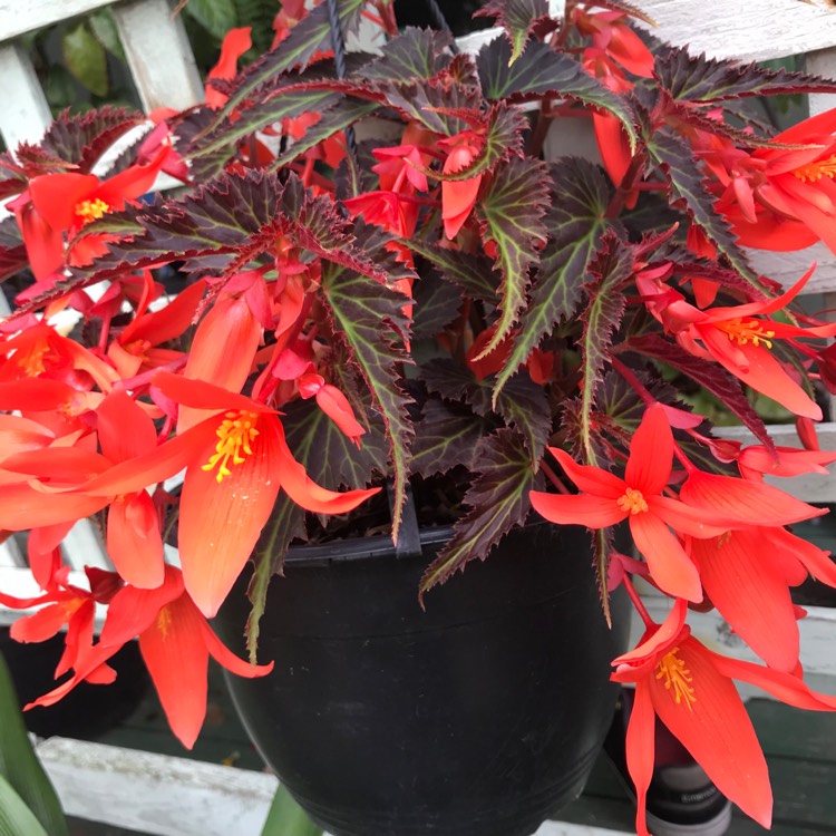 Plant image Begonia 'Dragon Wing'