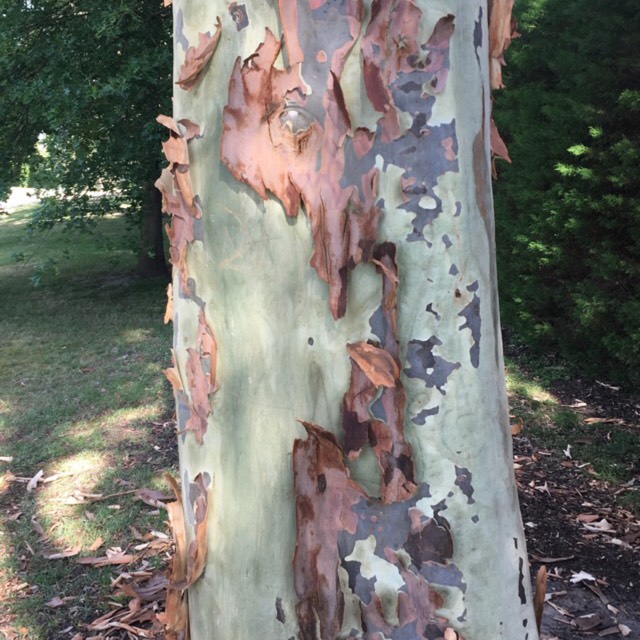 Plant image Corymbia Citriodora syn. Eucalyptus Citriodora