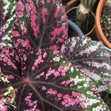 Begonia (Rex Cultorum Group)  syn. Begonia rex