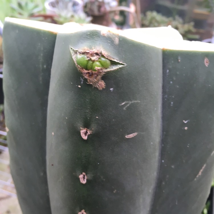 Plant image Trichocereus scopulicola 'Super Pedro' syn. Echinopsis scopulicola 'Super Pedro'