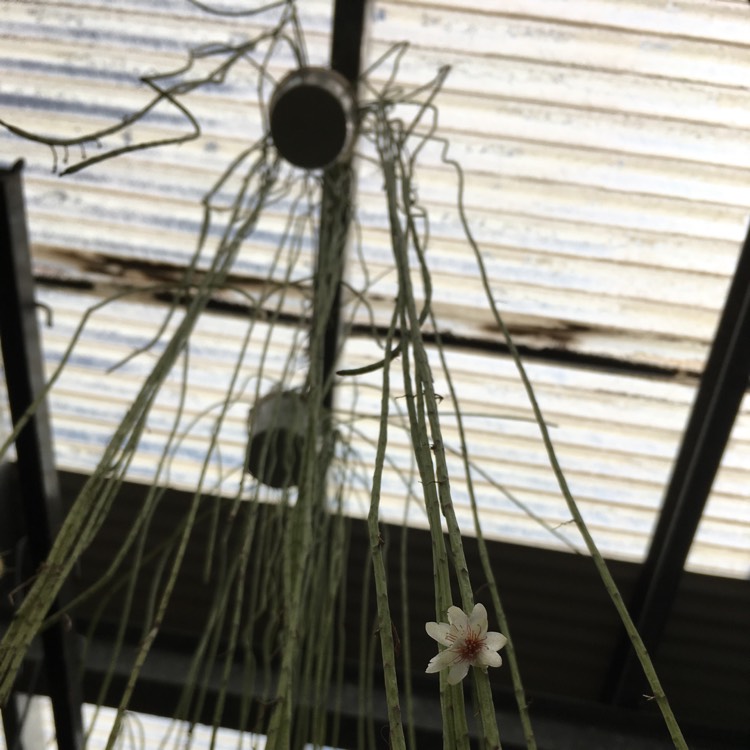 Plant image Rhipsalis puniceodiscus