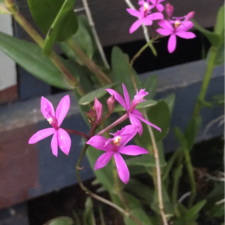 Plant image Epidendrum