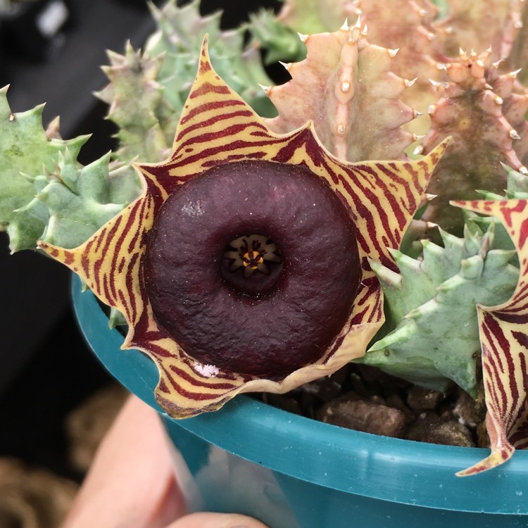 Plant image Huernia Zebrina var. Magniflora